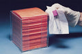 BloodBloc™ Biohazard Wipe 066705